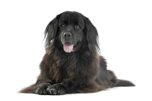 Nice Newpoungland dog relaxing in a white photo studio backgroun — Stock Photo, Image