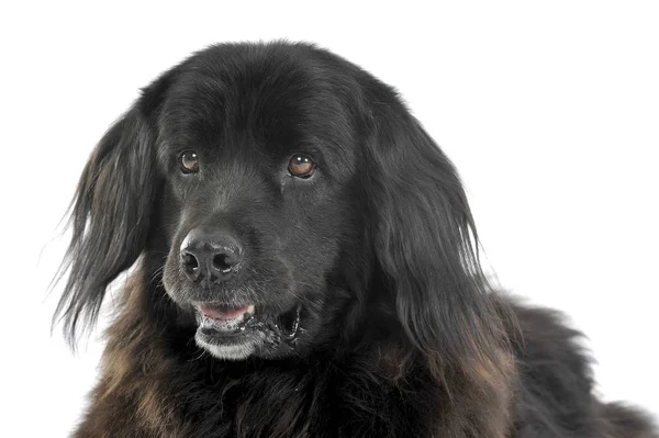 Nice Newpoungland dog relaxing in a white photo studio backgroun — Stock Photo, Image