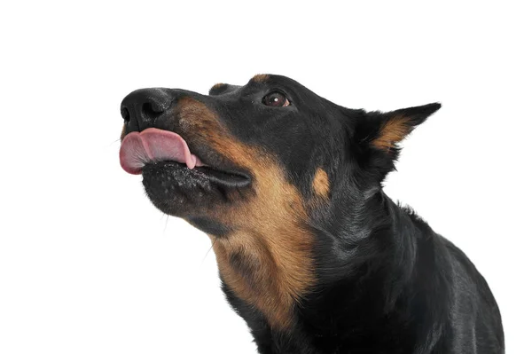 Lovely Beauceron portrait in a white photo studio background, to — Stock fotografie