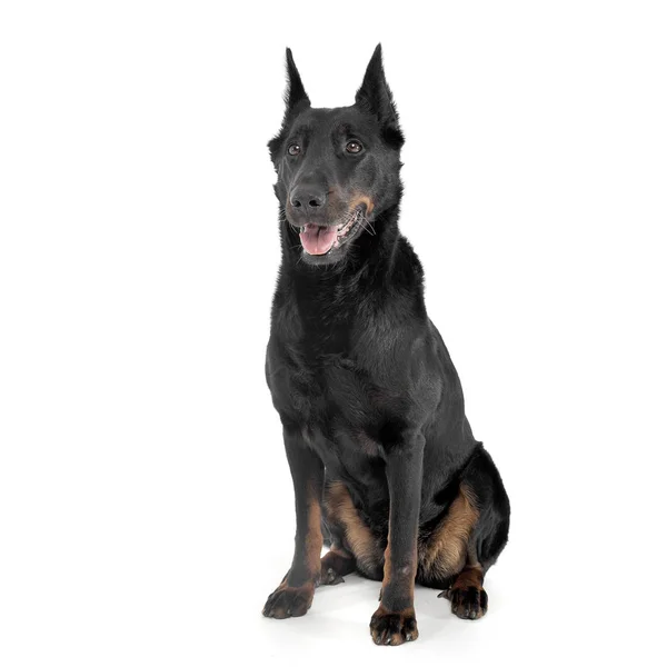 Precioso Beauceron sentado en un fondo de estudio de fotos en blanco — Foto de Stock