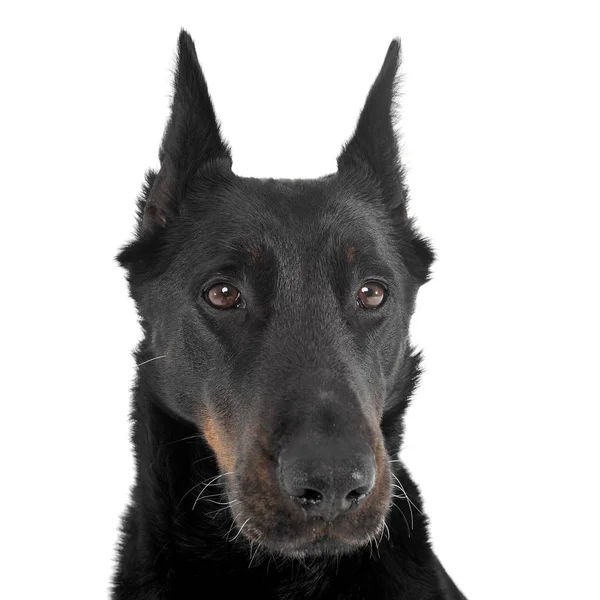 Precioso Beauceron mirando a la derecha en un retrato de estudio blanco —  Fotos de Stock