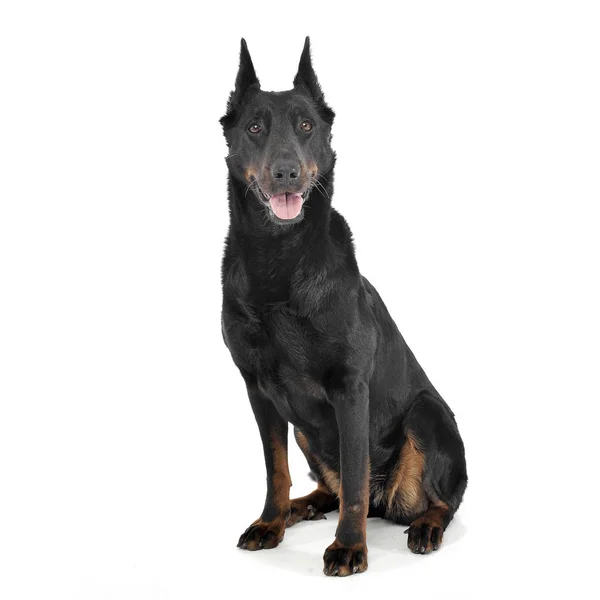 Bella Beauceron seduto in uno sfondo bianco studio fotografico — Foto Stock