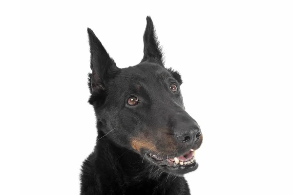 Precioso Beauceron mirando a la derecha en un retrato de estudio blanco — Foto de Stock