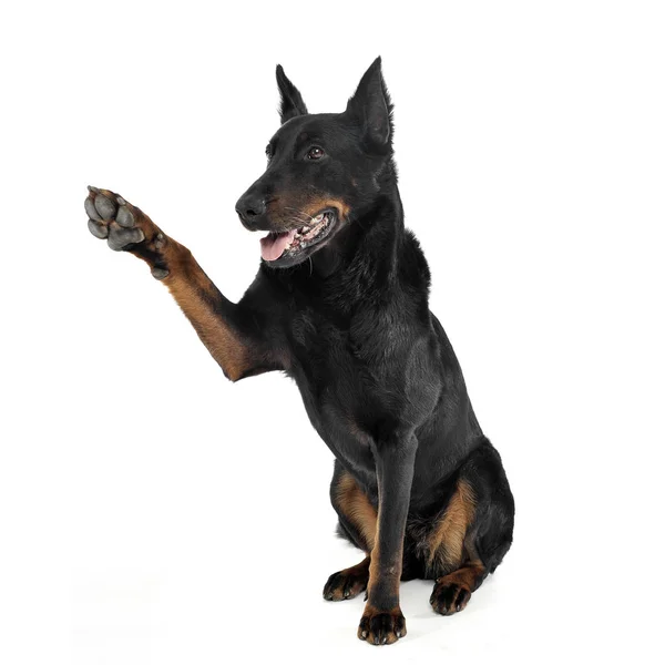 Krásný Beauceron dát vysoké pět v bílém fotografickém studiu pozadí — Stock fotografie