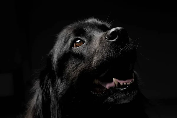 Karanlık bir fotoğraf stüdyosunun arka grubunda güzel bir Newpoungland köpek portresi. — Stok fotoğraf