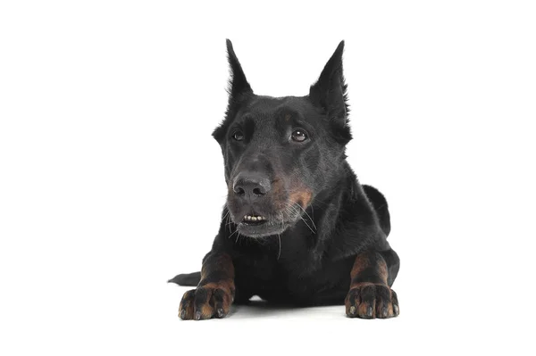 Adorável Beauceron relaxante em uma foto branca estúdio backgrou — Fotografia de Stock