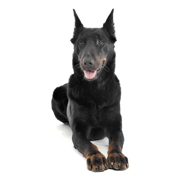 Lovely Beauceron χαλάρωση σε ένα λευκό στούντιο φωτογραφιών backgrou — Φωτογραφία Αρχείου