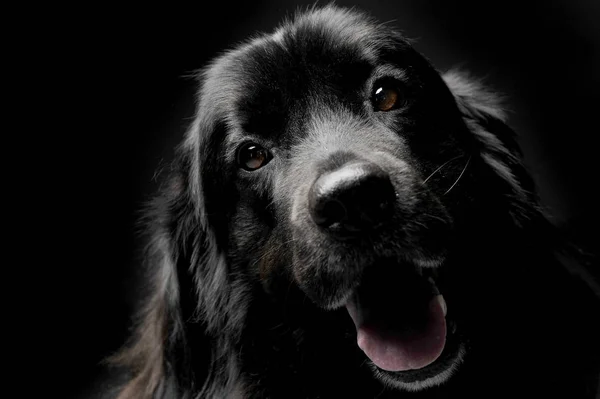 Nettes newpoungland dog portorait in einem dunklen Fotostudio backgroun — Stockfoto