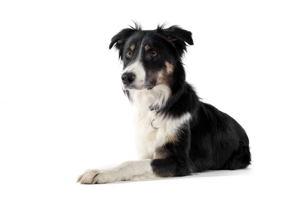 Studio shot of an adorable shepherd dog looking curiously at the camera — Stock Photo, Image