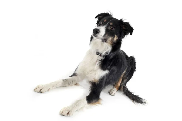 Studyjne ujęcie uroczego psa pasterskiego dziwnie wyglądającego — Zdjęcie stockowe