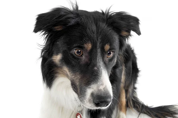 Πορτρέτο ενός αξιολάτρευτου ποιμενικού σκύλου που μοιάζει περίεργα — Φωτογραφία Αρχείου