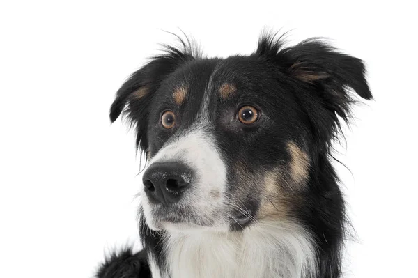 Portrait of an adorable shepherd dog looking frightened — Stock Fotó