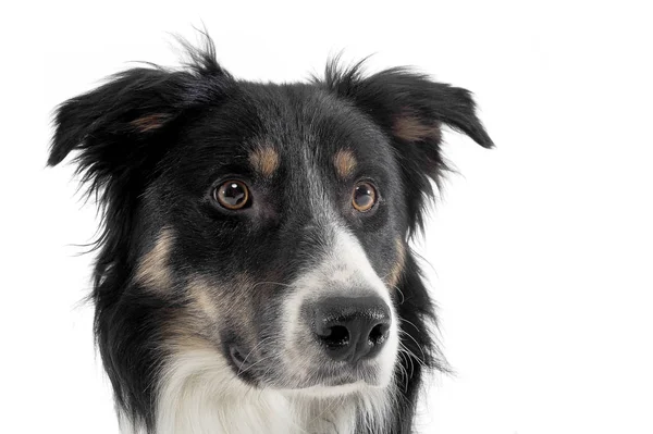 Πορτρέτο ενός αξιολάτρευτου ποιμενικού σκύλου που μοιάζει περίεργα — Φωτογραφία Αρχείου