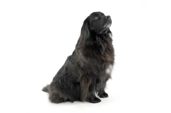 Studio shot of an adorable Newfoundland looking up curiously — Φωτογραφία Αρχείου