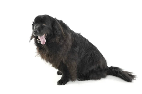 Studio shot of an adorable Newfoundland sitting on white background — Stock Photo, Image