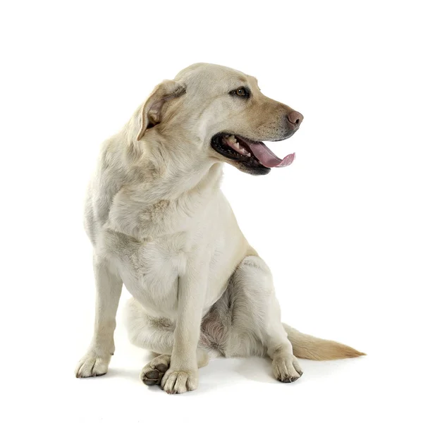 Studio shot van een schattige Labrador retriever op zoek tevreden — Stockfoto