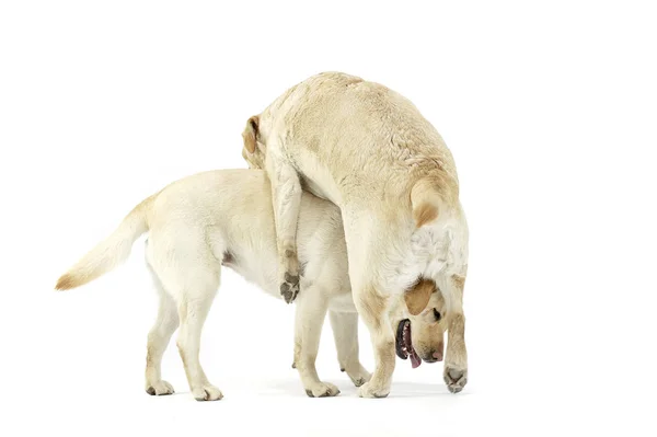 Estudio de dos adorables Labrador retriever buscando satisfecho — Foto de Stock