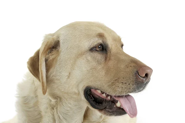 Portret uroczego Labradora retrievera wyglądającego na zadowolonego — Zdjęcie stockowe