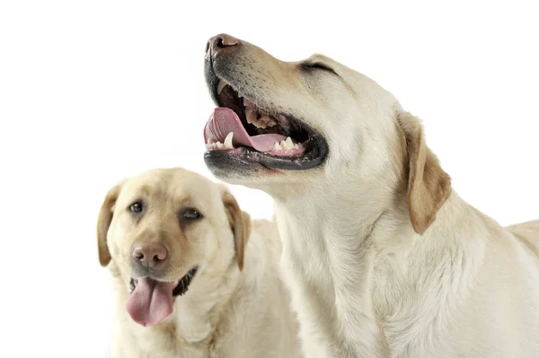 Estúdio tiro de dois adorável Labrador retriever olhando satisfeito — Fotografia de Stock