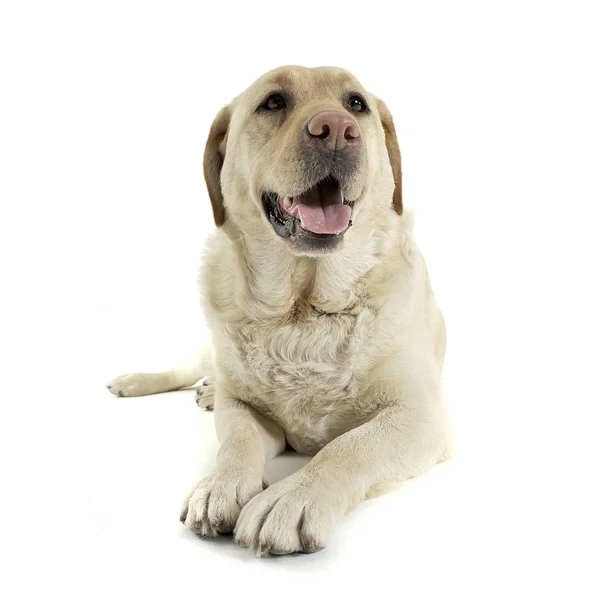 Studio skott av en bedårande Labrador retriever ser nöjd — Stockfoto