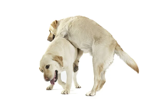 Estúdio tiro de dois adorável Labrador retriever olhando satisfeito — Fotografia de Stock