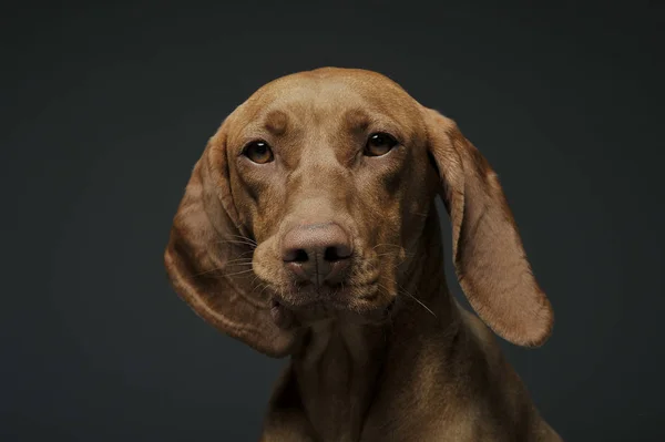 Portrét rozkošného magyara vizsla, který se zvědavě dívá do kamery — Stock fotografie