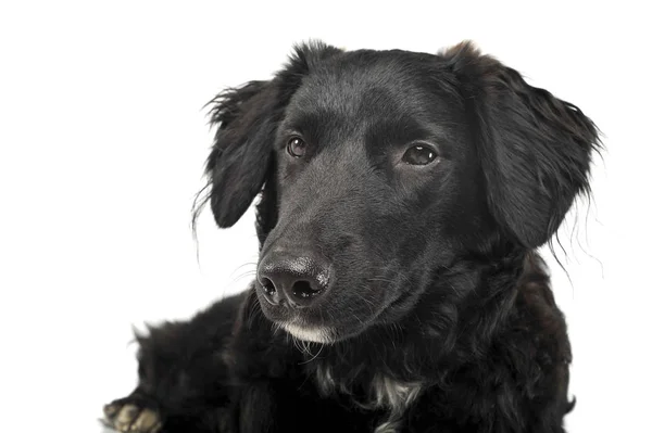 Πορτρέτο ενός αξιολάτρευτο μικτή φυλή σκυλί που αναζητούν ικανοποιημένοι — Φωτογραφία Αρχείου