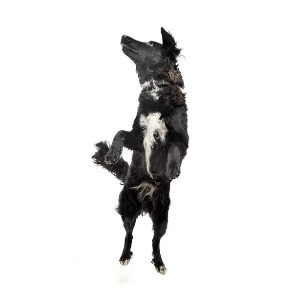 Studio shot of an adorable mixed breed dog standing on hind legs — ストック写真
