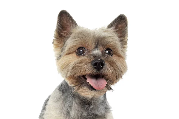 Portret uroczego Yorkshire Terrier wyglądającego na zadowolonego — Zdjęcie stockowe