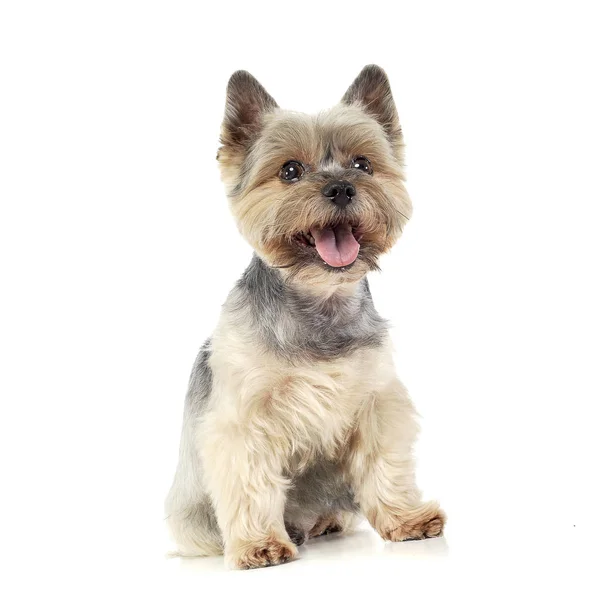 Plan studio d'un adorable Yorkshire Terrier à l'air satisfait — Photo