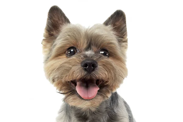 Portret uroczego Yorkshire Terrier wyglądającego na zadowolonego — Zdjęcie stockowe