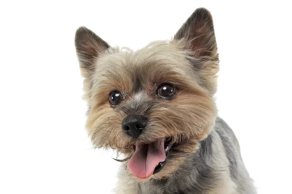 Portret uroczego Yorkshire Terrier wyglądającego na zadowolonego — Zdjęcie stockowe