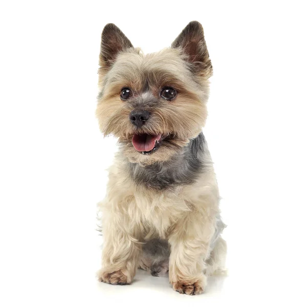 Photo studio d'un adorable Yorkshire Terrier regardant curieusement la caméra — Photo