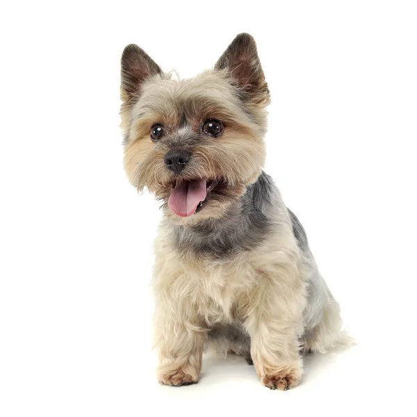 Photo studio d'un adorable Yorkshire Terrier regardant curieusement la caméra — Photo