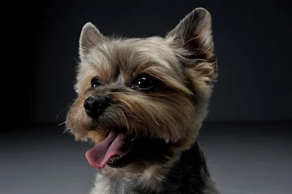 Portret uroczego Yorkshire Terrier wyglądającego na zadowolonego — Zdjęcie stockowe