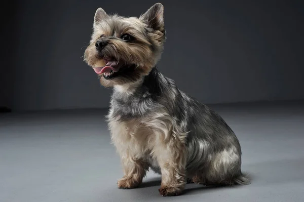 Studio shot of an adorable Yorkshire Terrier looking satisfied — Stock Photo, Image