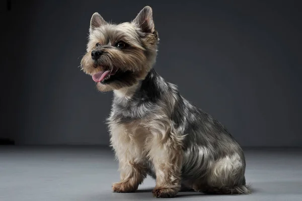 Studio shot of an adorable Yorkshire Terrier looking satisfied — Φωτογραφία Αρχείου