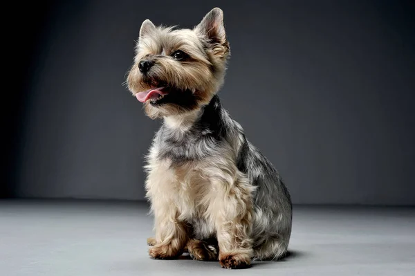 Estúdio tiro de um adorável Yorkshire Terrier olhando satisfeito — Fotografia de Stock