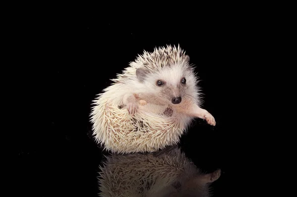An adorable African white- bellied hedgehog looking funny — Stock Photo, Image