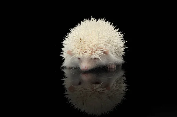 Un adorable hérisson africain à ventre blanc debout sur fond noir — Photo