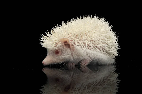 Um adorável Africano branco- barriga ouriço de pé sobre fundo preto — Fotografia de Stock