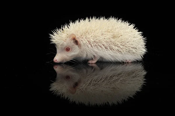 Un adorable hérisson africain à ventre blanc debout sur fond noir — Photo