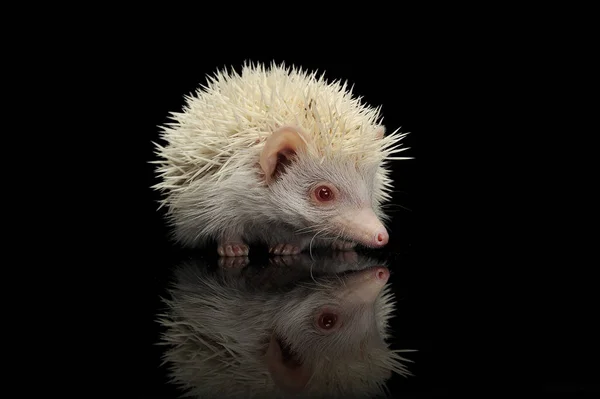 An adorable African white- bellied hedgehog standing on black background — Stock Photo, Image