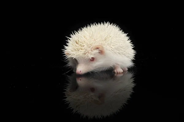 Un adorable hérisson africain à ventre blanc debout sur fond noir — Photo