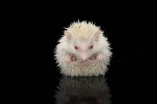 An adorable African white- bellied hedgehog looking at the camera — Stock Photo, Image