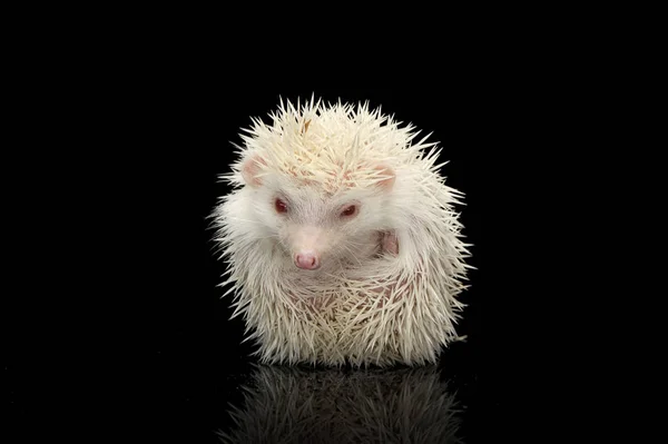 Un adorable hérisson africain à ventre blanc regardant la caméra — Photo