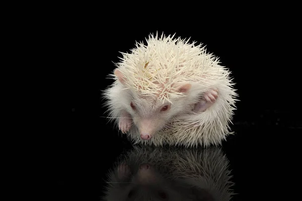 An adorable African white- bellied hedgehog sitting on black background — Stock Photo, Image
