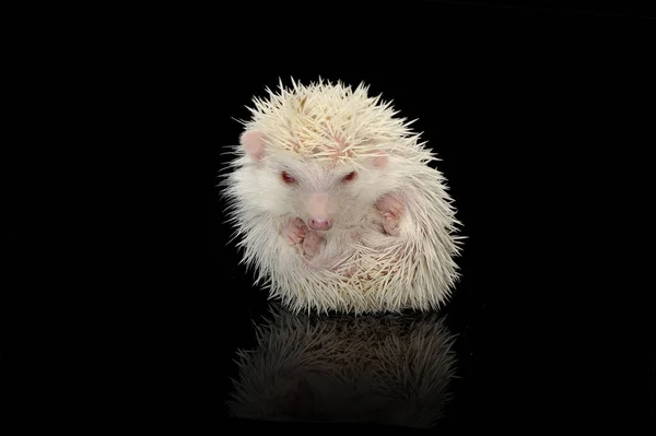 Um adorável Africano branco barriga ouriço olhando para a câmera — Fotografia de Stock