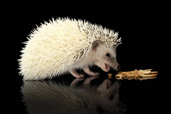 Un adorable erizo de vientre blanco africano comiendo gusanos de harina —  Fotos de Stock