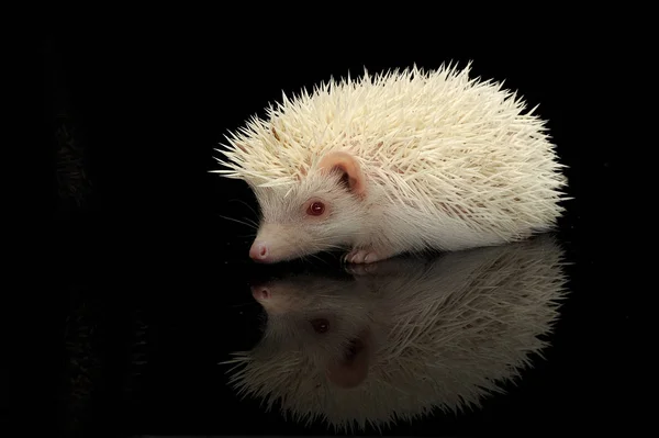 Um adorável Africano branco- barriga ouriço de pé sobre fundo preto — Fotografia de Stock